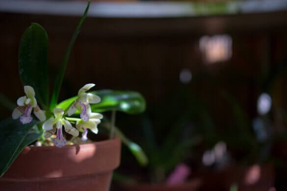 phalaenopsis japonica