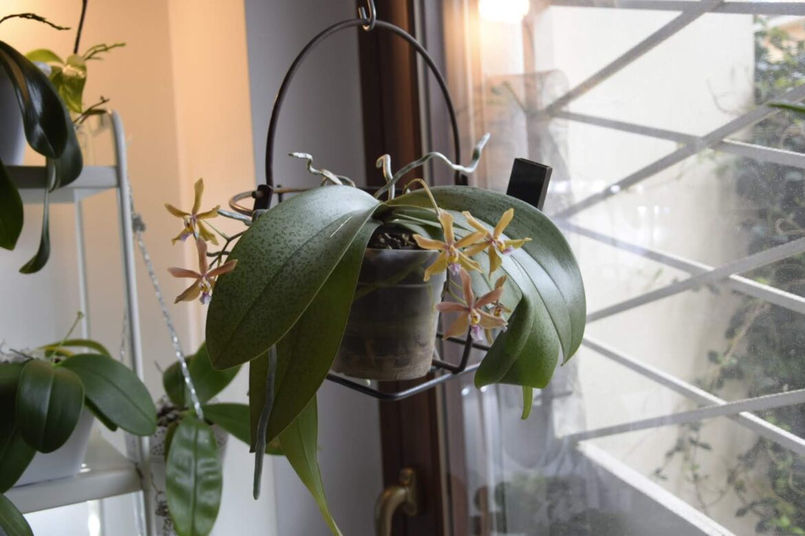 una orchidea phalaenopsis bronze maiden