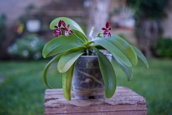 phalaenopsis cornu cervi var. chattalade