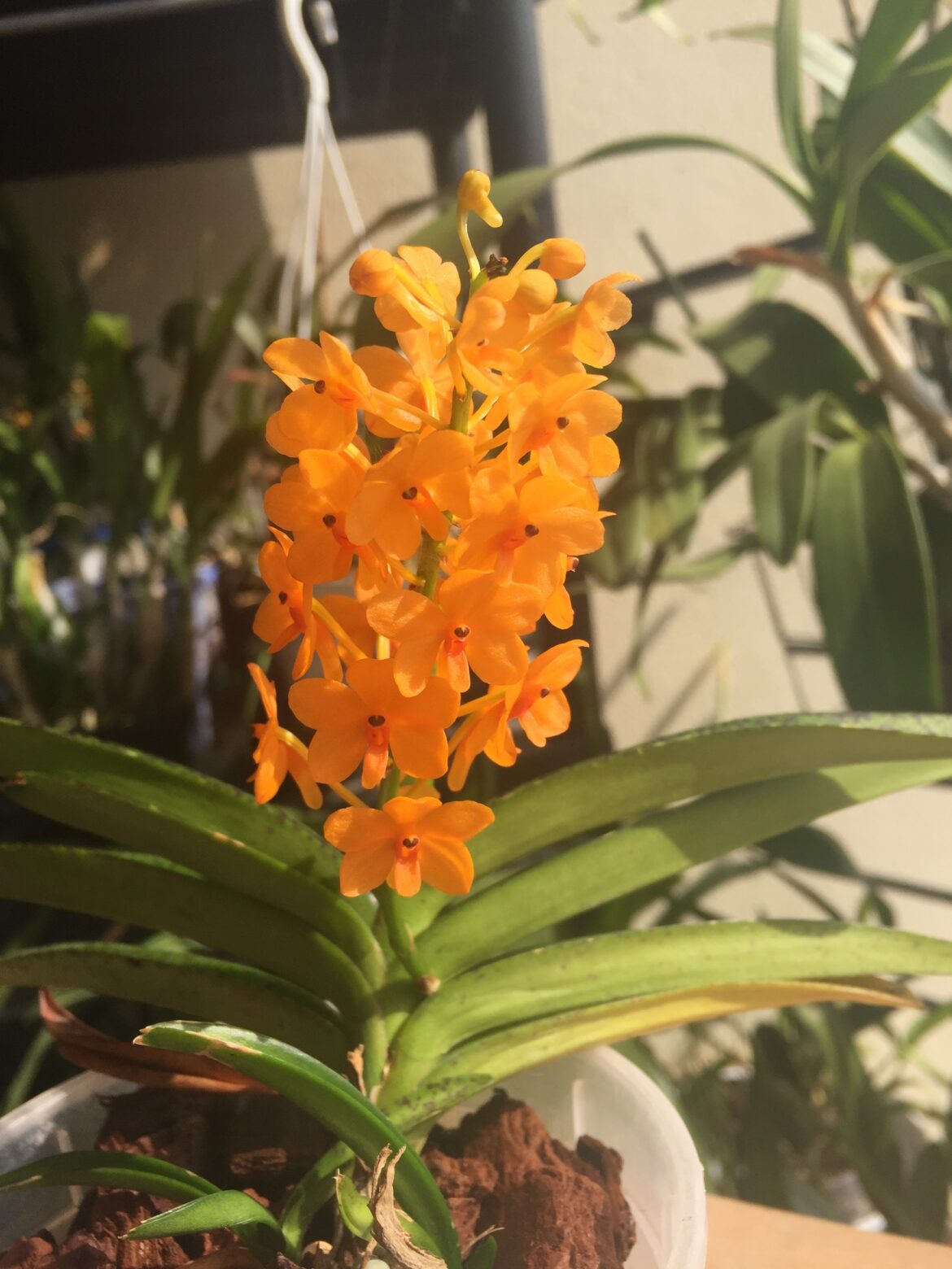 Ascocentrum Miniatum • diarid’orchidee