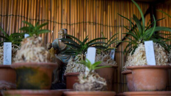 orchidea dei samurai neofinetia