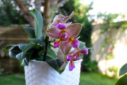 phalaenopsis joy fairy tale