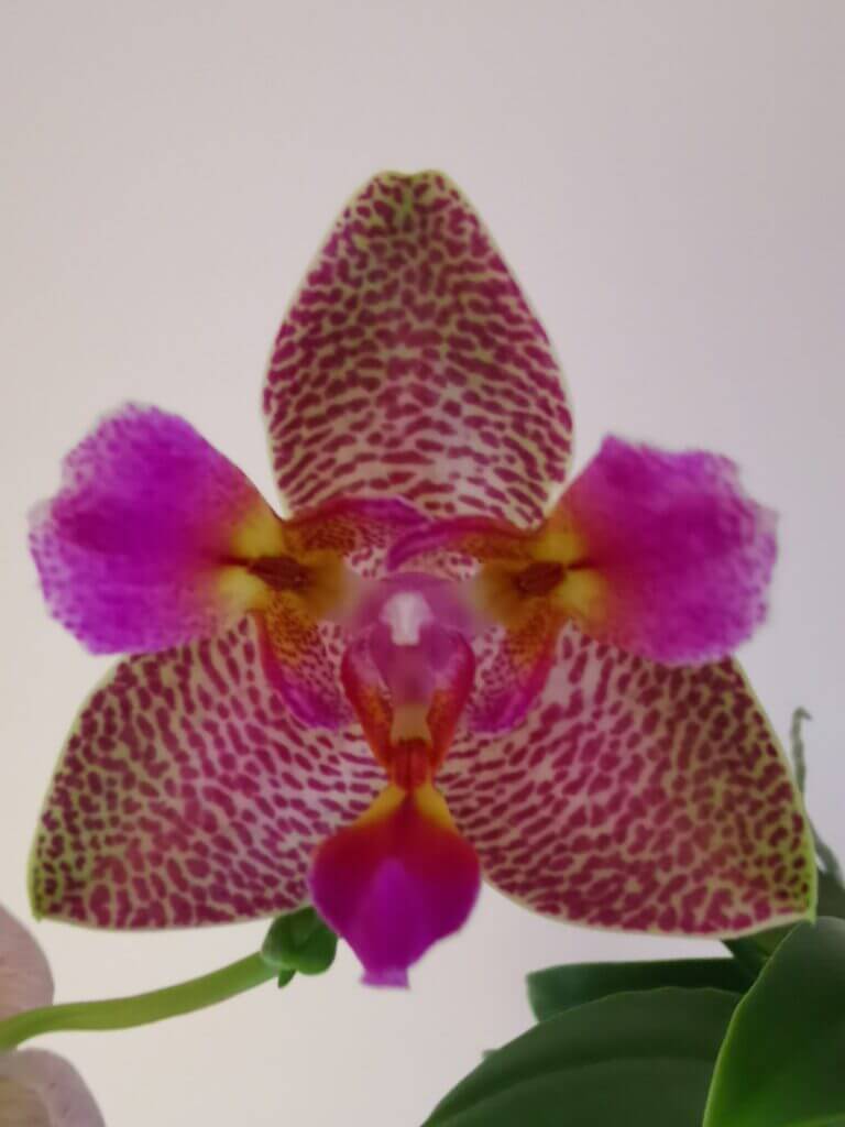 phalaenopsis joy fairy tale close up