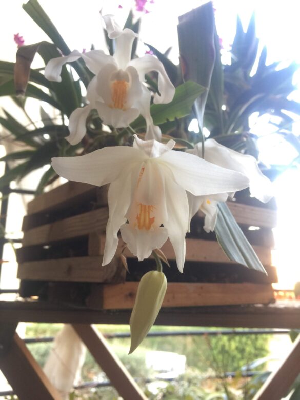 appendere le orchidee all'esterno