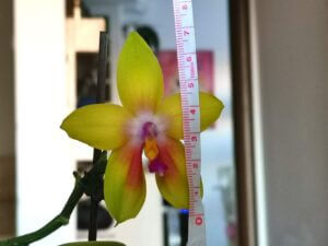 Phalaenopsis Zheng Min Vine