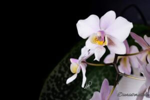 Phalaenopsis Philadelphia (Shilleriana x Stuartiana)