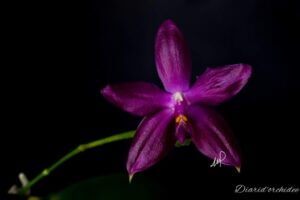 Phalaenopsis Germaine Vincent (violacea x speciosa) 