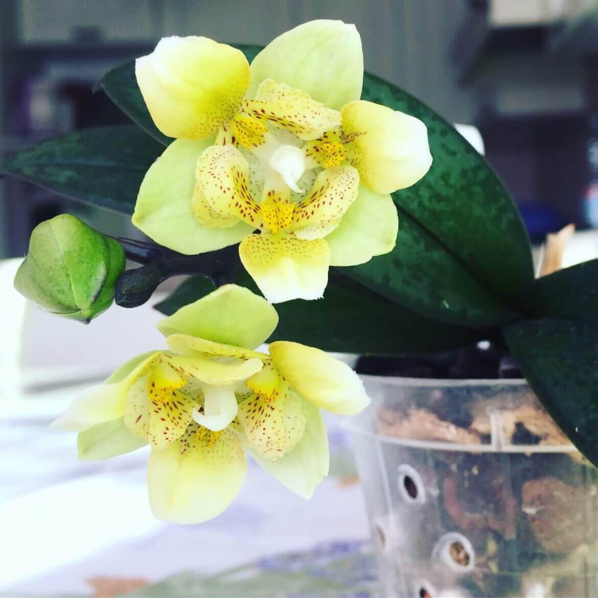 phal stuartiana per timothy christopher