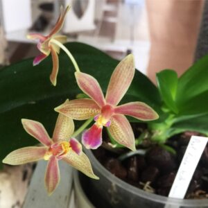 , Phalaenopsis Linda Cheock (mannii x equestris), diarid&#039;orchidee