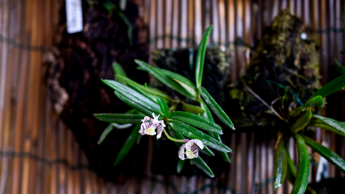 trichoglottis pusilla