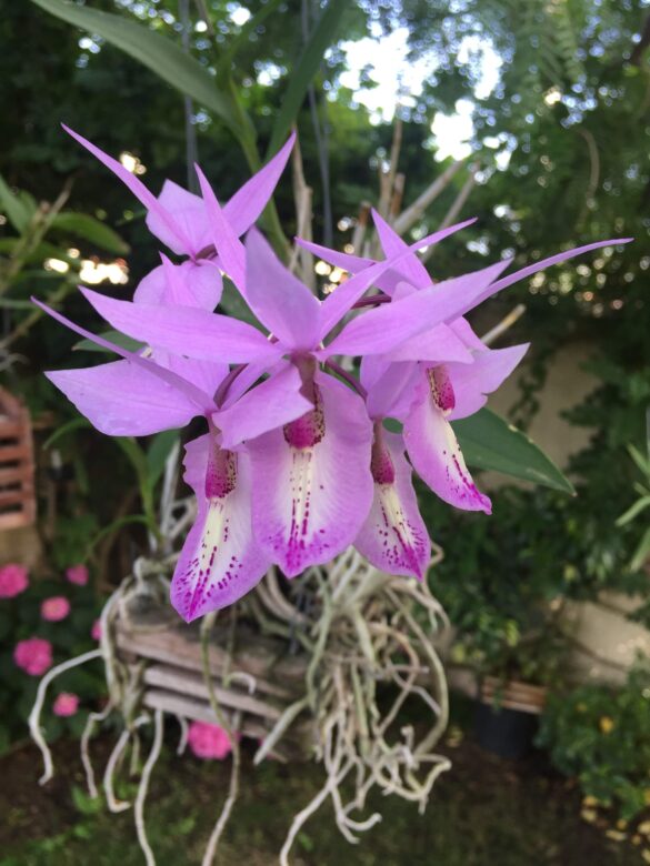 barkeria spectabilis