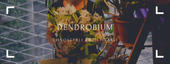 dendrobium conoscerli e coltivarli