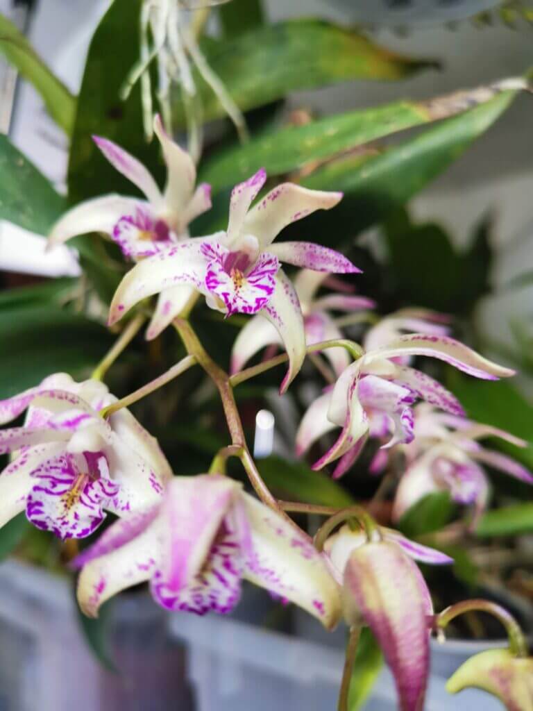 dendrobium orchidee difficili