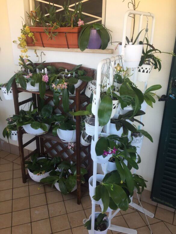 orchidee all'esterno in estate