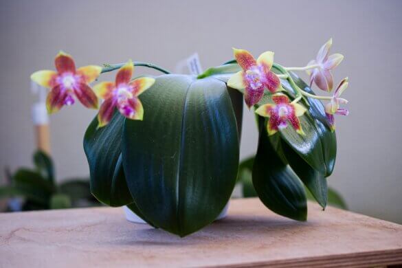 phalaenopsis tying shin fly eagle su tavolino in legno