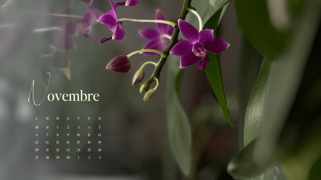 un regalino per te, Un regalino per te, diarid&#039;orchidee