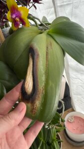foglia di orchidea phalaenopsis con bruciature, un danno da scottatura solare
