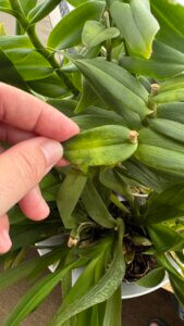 foglia di una orchidea dendrobium con scoloriture, danneggiata da parassiti