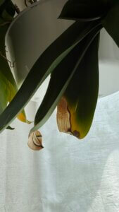 foglie di phalaenopsis con la punta danneggiata a causa del contatto con il vetro della finestra