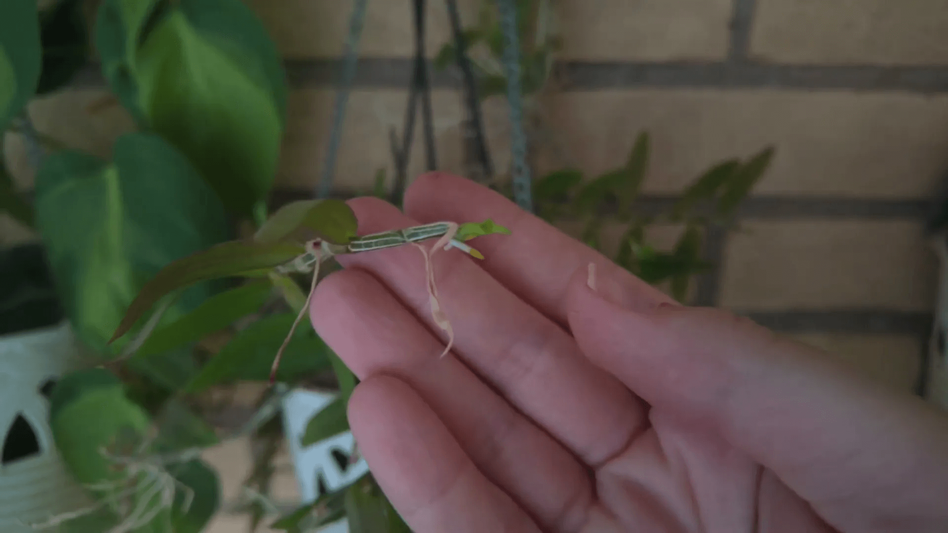 Dettaglio del Dendrobium Lodigsi con nuovi keiki e radici in crescita