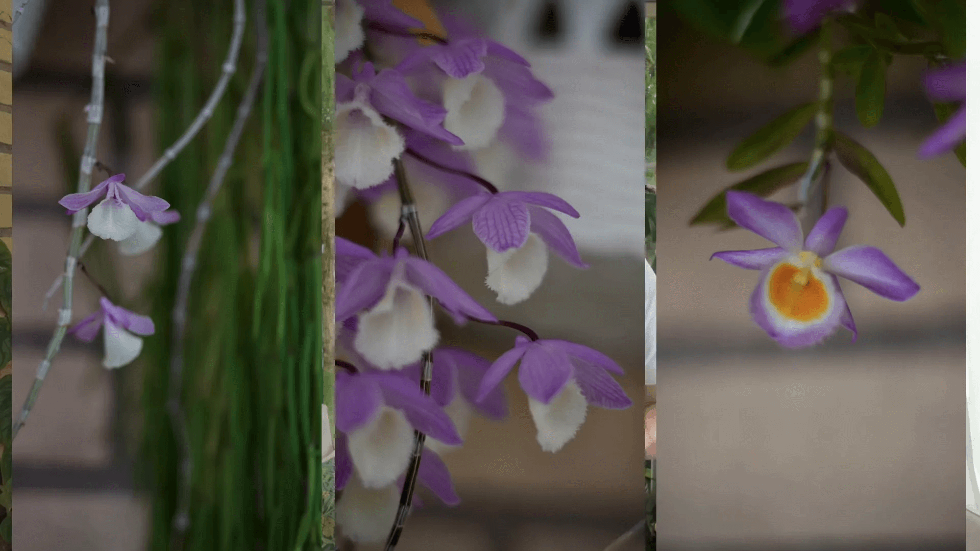 I tre Dendrobium della Pieri Family sospesi in veranda