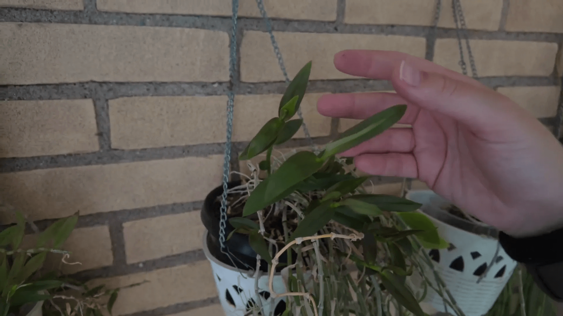 Dendrobium in riposo invernale con riduzione delle annaffiature