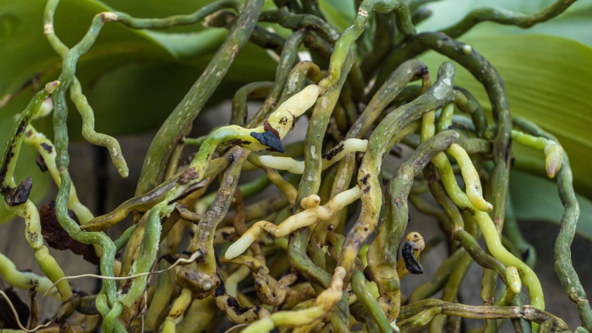 problemi comuni delle orchidee